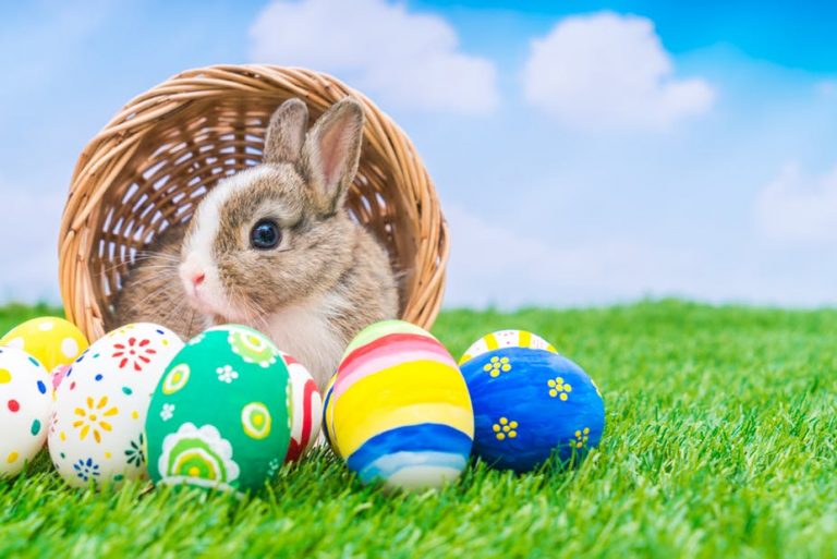 bunny_eggs